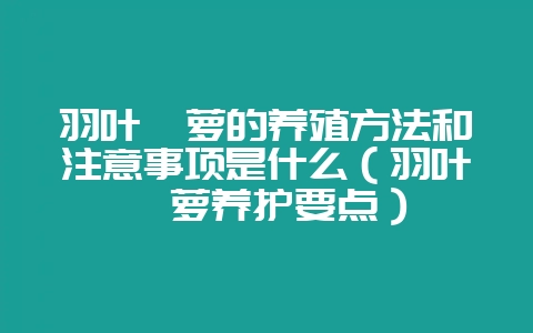 羽叶茑萝的养殖方法和注意事项是什么（羽叶茑萝养护要点）-会东网