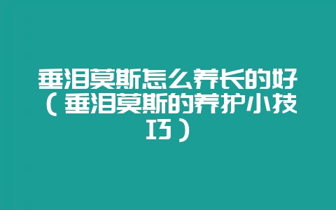 垂泪莫斯怎么养长的好（垂泪莫斯的养护小技巧）-会东网