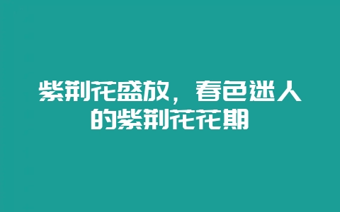 紫荆花盛放，春色迷人的紫荆花花期-会东网