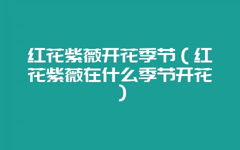 红花紫薇开花季节（红花紫薇在什么季节开花）-会东网