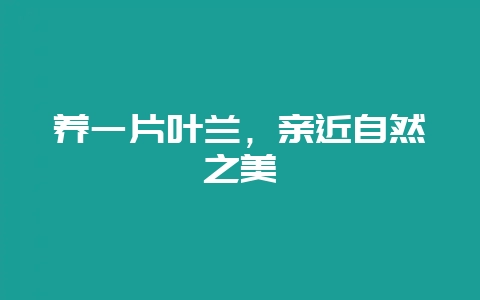 养一片叶兰，亲近自然之美-会东网