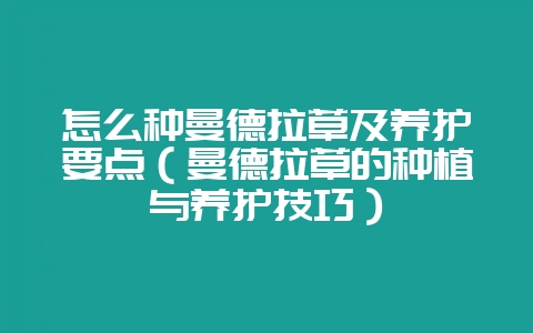 怎么种曼德拉草及养护要点（曼德拉草的种植与养护技巧）-会东网