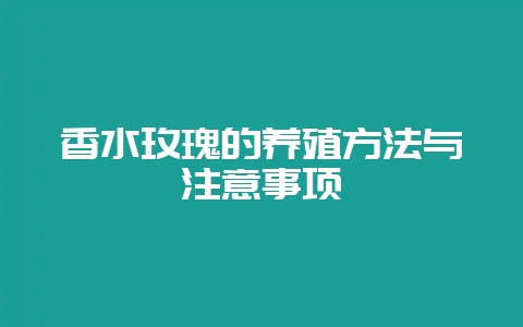 香水玫瑰的养殖方法与注意事项插图 香水玫瑰的养殖方法与注意事项插图
