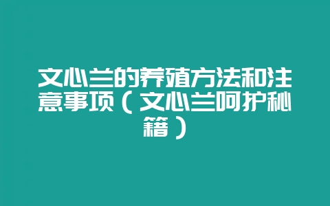 文心兰的养殖方法和注意事项(文心兰呵护秘籍)插图 文心兰的养殖方法和注意事项(文心兰呵护秘籍)插图