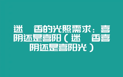 迷迭香的光照需求：喜阴还是喜阳（迷迭香喜阴还是喜阳光）-会东网