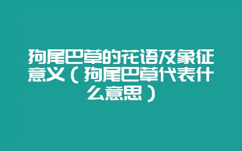 狗尾巴草的花语及象征意义（狗尾巴草代表什么意思）-会东网