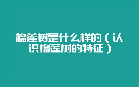 榴莲树是什么样的（认识榴莲树的特征）-会东网