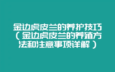 金边虎皮兰的养护技巧（金边虎皮兰的养殖方法和注意事项详解）-会东网