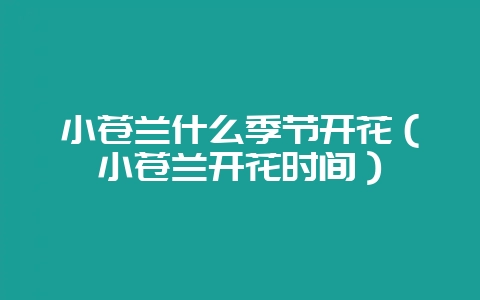 小苍兰什么季节开花(小苍兰开花时间)插图 小苍兰什么季节开花(小苍兰开花时间)插图