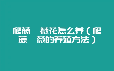 爬藤蔷薇花怎么养（爬藤蔷薇的养殖方法）-会东网