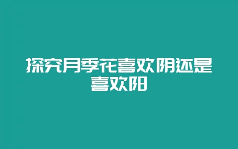 探究月季花喜欢阴还是喜欢阳-会东网