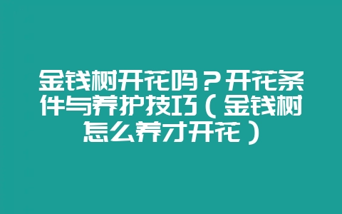 金钱树开花吗？开花条件与养护技巧（金钱树怎么养才开花）-会东网