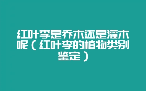 红叶李是乔木还是灌木呢（红叶李的植物类别鉴定）-会东网