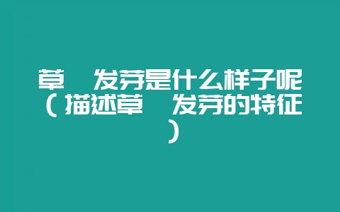 草莓发芽是什么样子呢(描述草莓发芽的特征)-会东网