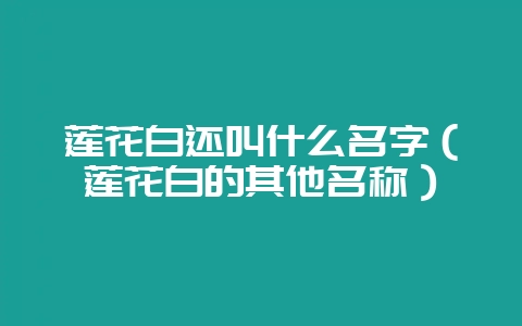 莲花白还叫什么名字（莲花白的其他名称）-会东网