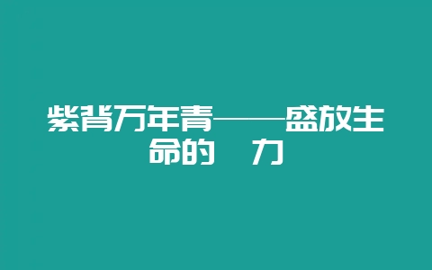 紫背万年青——盛放生命的魅力-会东网