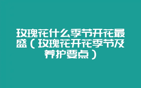 玫瑰花什么季节开花最盛(玫瑰花开花季节及养护要点)-会东网