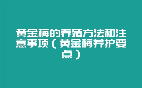黄金梅的养殖方法和注意事项（黄金梅养护要点）-会东网