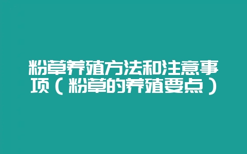 粉草养殖方法和注意事项（粉草的养殖要点）-会东网