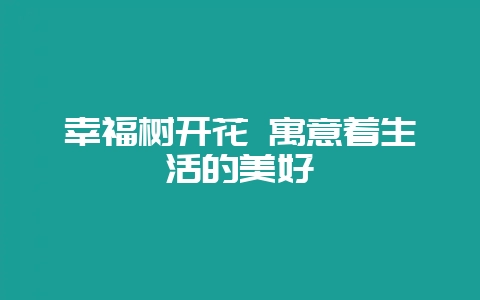 幸福树开花 寓意着生活的美好-会东网