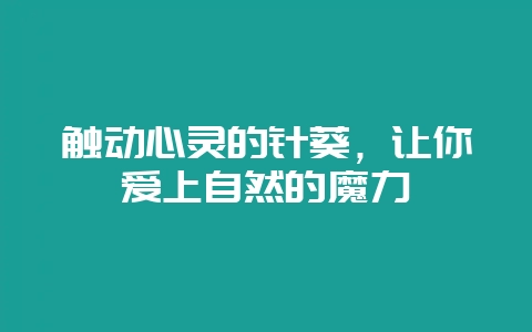 触动心灵的针葵，让你爱上自然的魔力-会东网