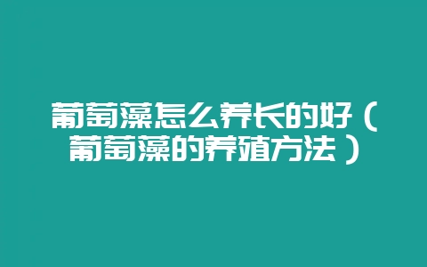 葡萄藻怎么养长的好（葡萄藻的养殖方法）-会东网