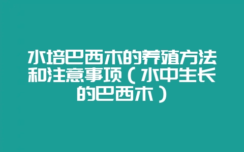 水培巴西木的养殖方法和注意事项（水中生长的巴西木）-会东网