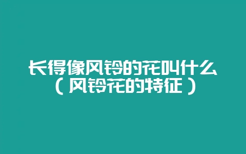 长得像风铃的花叫什么(风铃花的特征)-会东网