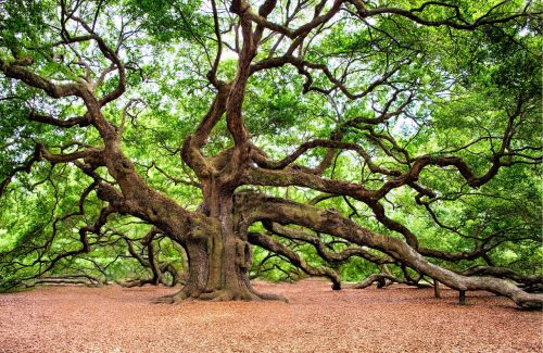 会东县：自然宝库，野生动植物的乐园插图1