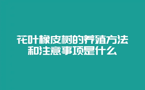 花叶橡皮树的养殖方法和注意事项是什么-会东网