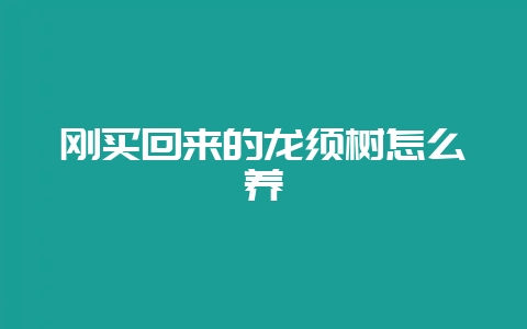刚买回来的龙须树怎么养-会东网