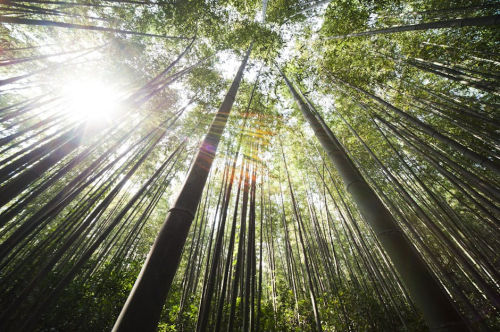 竹鼠养殖解禁！新政策下的快成长技巧-会东网