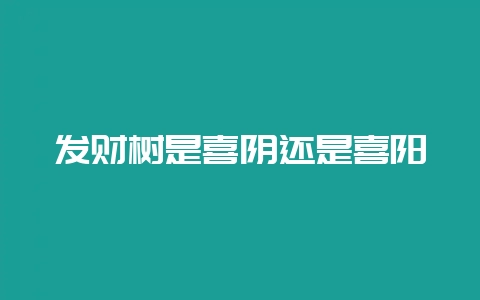 发财树是喜阴还是喜阳-会东网