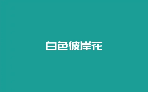 白色彼岸花-会东网