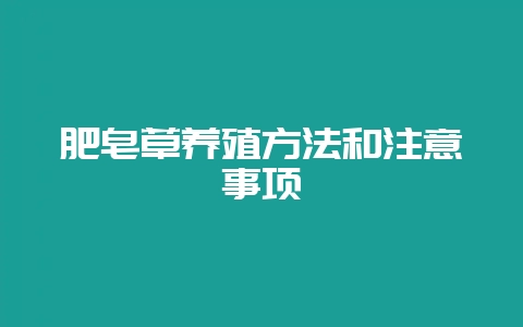 肥皂草养殖方法和注意事项-会东网