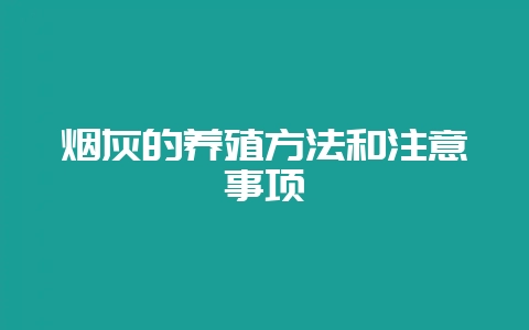 烟灰的养殖方法和注意事项-会东网