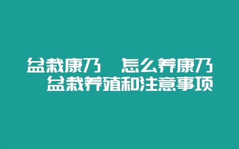 盆栽康乃馨怎么养康乃馨盆栽养殖和注意事项-会东网
