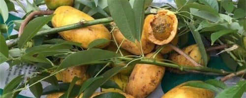 九幺黄黄色九熟透了,每年八月就可以采摘!插图1 九幺黄黄色九熟透了,每年八月就可以采摘!插图1