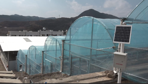 鱼城街道鱼山居民点：白鹤滩水电移民新家园的蔬菜大棚示范基地引领乡村振兴之路-会东网