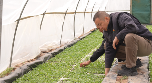 会东抢抓烤烟育苗管理，确保烟苗稳健生长迎丰收插图1