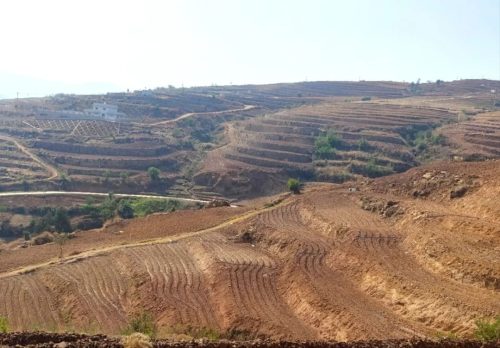 铁柳镇移民村生姜种植助力增收致富,产业发展带动群众稳定就业-会东网