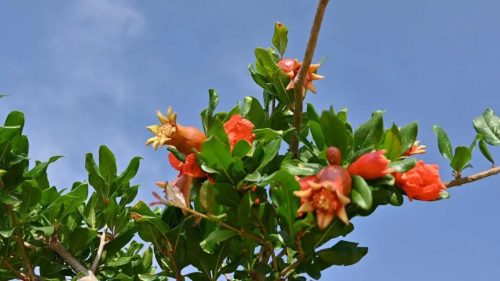 会东县姜州镇：石榴花开映丰收，产业兴旺促振兴-会东网