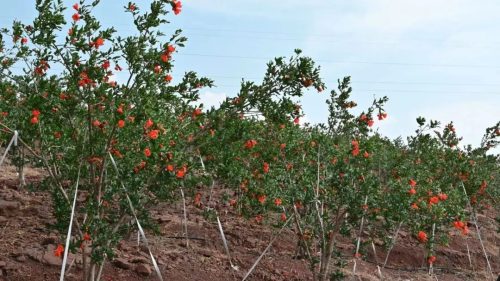 会东县姜州镇：石榴花开映丰收，产业兴旺促振兴插图2