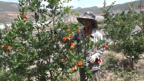 会东县姜州镇：石榴花开映丰收，产业兴旺促振兴插图1