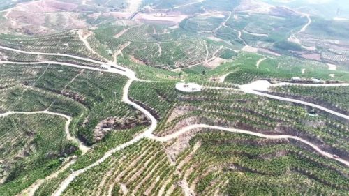 会东县姜州镇：石榴花开映丰收，产业兴旺促振兴插图3