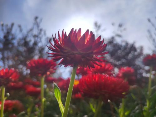 会东县城管局精心布局春季鲜花种植，提升城市绿化品质与居民幸福感-会东网