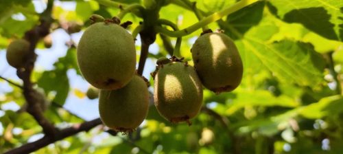 乡村振兴新篇章：鲁吉镇文箐村红心猕猴桃产业蓬勃发展插图4