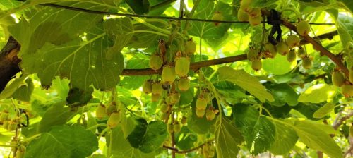 乡村振兴新篇章：鲁吉镇文箐村红心猕猴桃产业蓬勃发展插图1