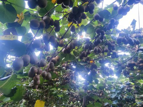 乡村振兴新篇章：鲁吉镇文箐村红心猕猴桃产业蓬勃发展插图7