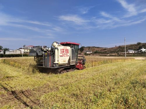姜州丰收忙不停——会东县粮食生产再迎丰收年，强化乡村振兴基石-会东网